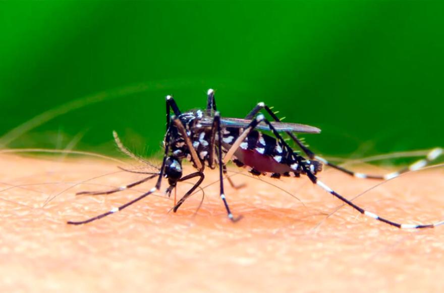 El vector de la enfermedad.