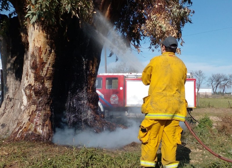 Llamas en un añejo árbol.