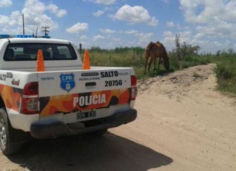 Intervención del CPR Salto.