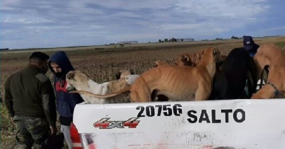 Perros galgos utilizados para la actividad ilegal.