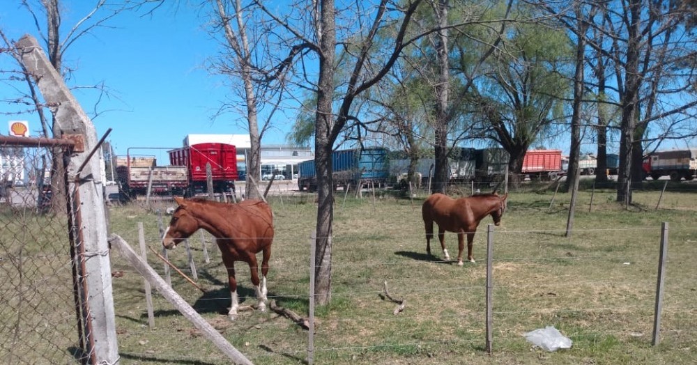 Los animales fueron trasladados al corral de retenciones.