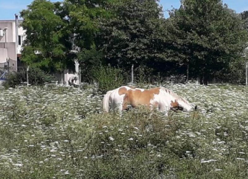 El equino en cuestión.