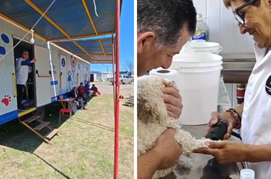 Se trata de una política que ha logrado reducir la cantidad de animales en las calles de Salto.