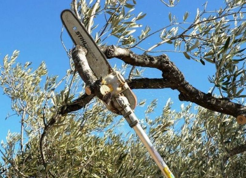 Tareas encaradas por el área de Parques y Jardines.