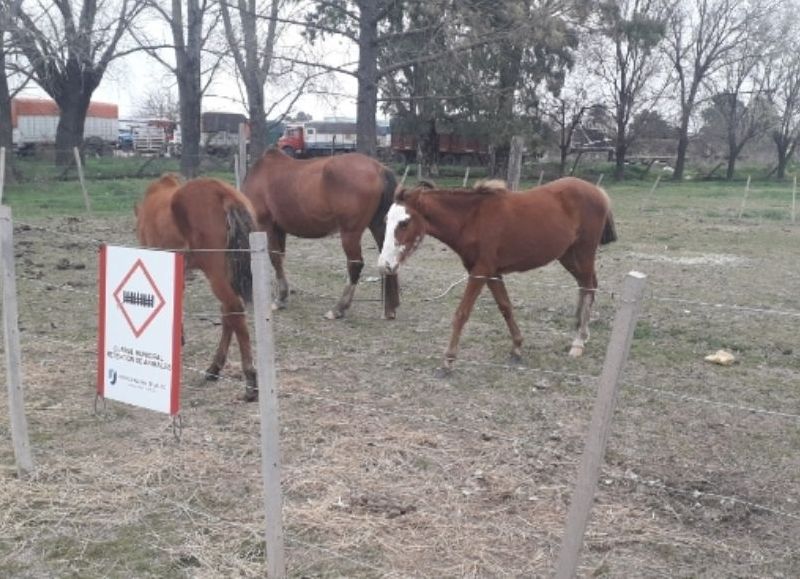 Los animales en cuestión.