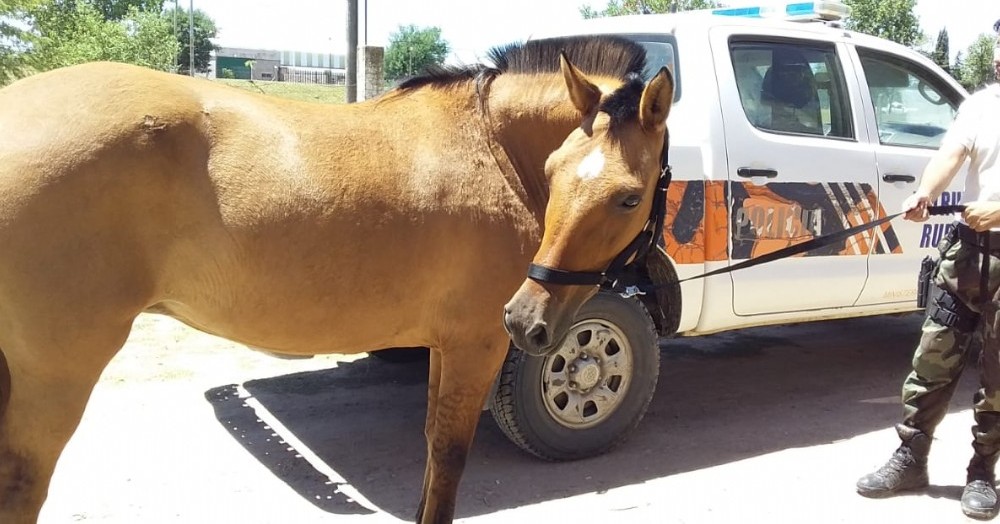 El animal en cuestión.