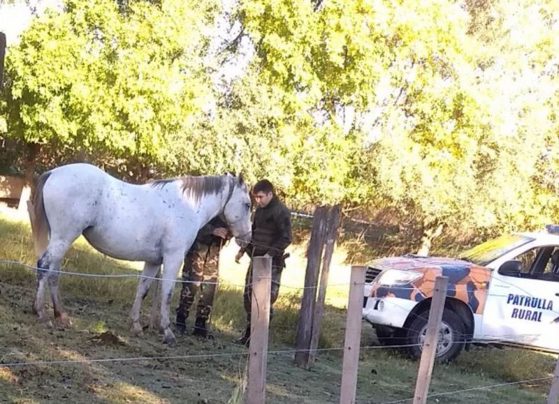 Uno de los animales en cuestión.