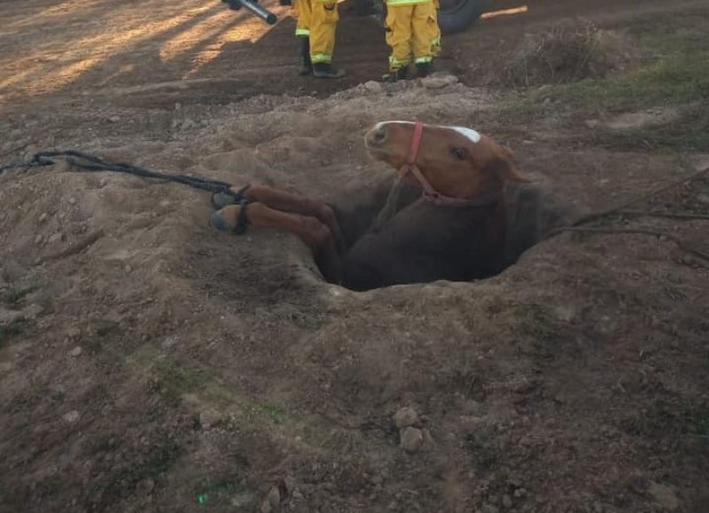 El animal resultó ileso.