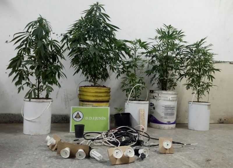 Al ingresar a la propiedad, los policías encontraron una habitación acondicionada especialmente preparada para el cultivo de marihuana.