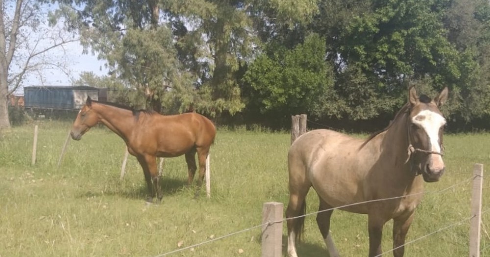 Los animales en cuestión.