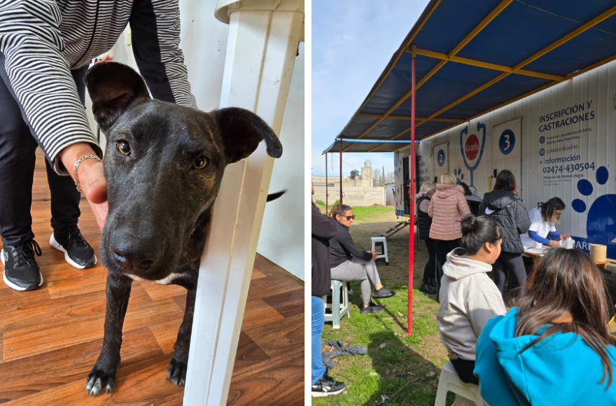 La acción fue parte del Programa Municipal de Control Poblacional de Animales.