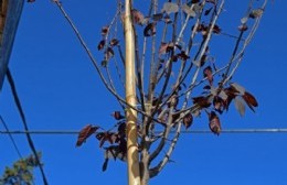 Comenzó la forestación en la ciudad