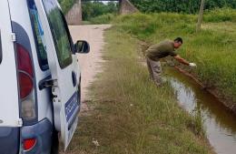 Continúan las tareas de prevención del dengue y anuncian fumigación contra alacranes