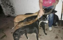 Cazaban en un predio usando cinco perros galgos