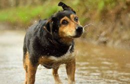 Se suspende por mal tiempo el festival del Día del Animal