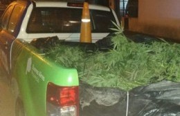 Denunció a su vecino por tener plantas de marihuana y la policía allanó el domicilio