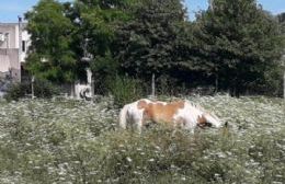 Retienen caballo que deambulaba por Ruta 32