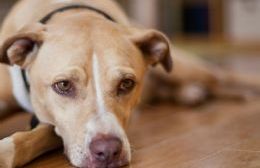 En Barrio Valacco continúa la campaña de castración de mascotas