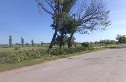 Vecinos desaprensivos abandonan gran cantidad de ramas en la Costanera
