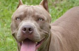 Hallaron dos perros cruza con pitbull y buscan a sus dueños