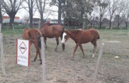 Caballos sueltos en Ruta 32 y Costanera Norte