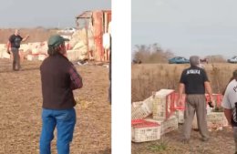 Un camión que transportaba pollos volcó y la mercadería quedó 