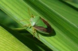 Protección contra enfermedades foliares e insectos en soja