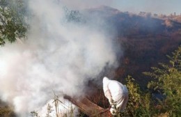 Siguen los trabajos de fumigación