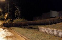 El temporal de viento y lluvia causó destrozos en Salto