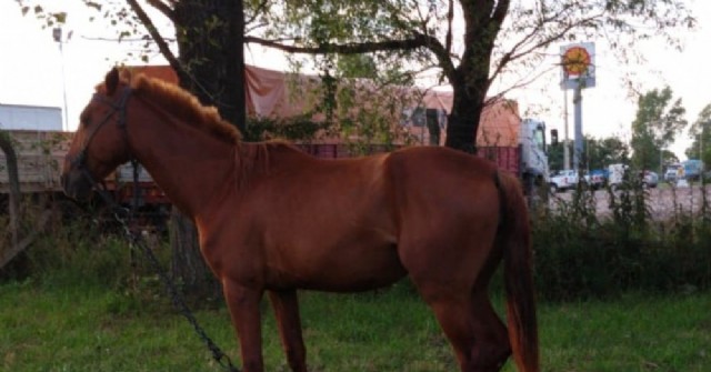 Despliegue policial: Ciudadano demorado y caballo suelto