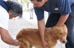Continúa campaña de vacunación antirrábica para mascotas