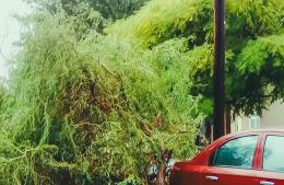 Intensas precipitaciones y trabajos municipales en marcha