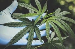 CBD en 2025: mitos y verdades que la ciencia ya aclaró